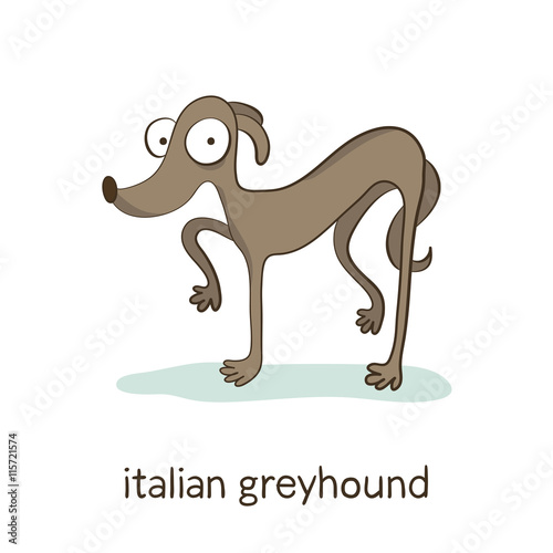 Italian greyhound. Dog character isolated on white