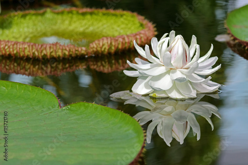 Huge white flower of Giant Waterlily (Victoria amazonica) blossoming in pond, Adelaide, South Australia