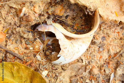 Big dead of Golden apple snail on dry sand photo