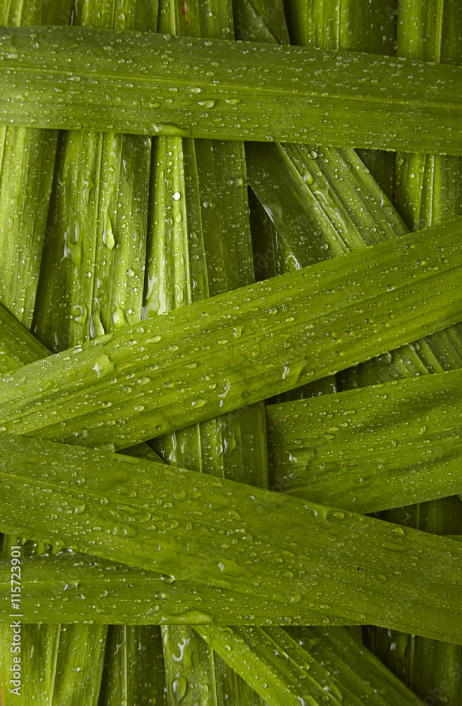 A full page close up of reed leaves with dew drops A full page close up of reed leaves with dew drops