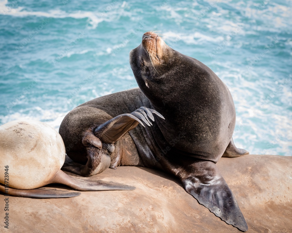 Fototapeta premium Sea-Lion