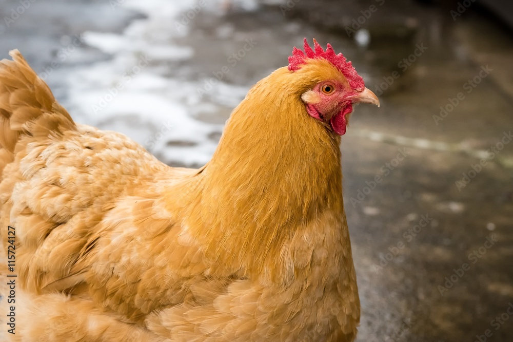 Hen