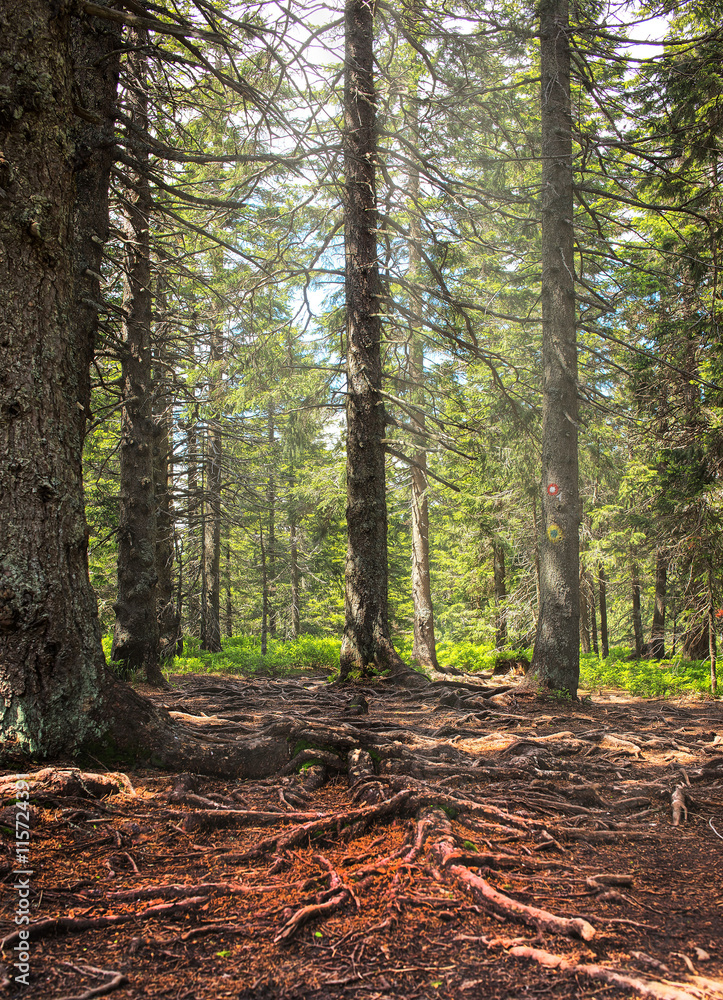 Fototapeta premium Forest ground with many roots