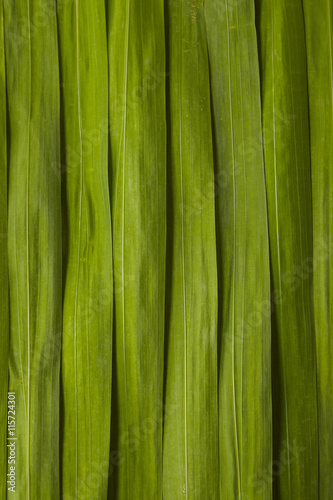 A close up of green reed leaves forming a page background