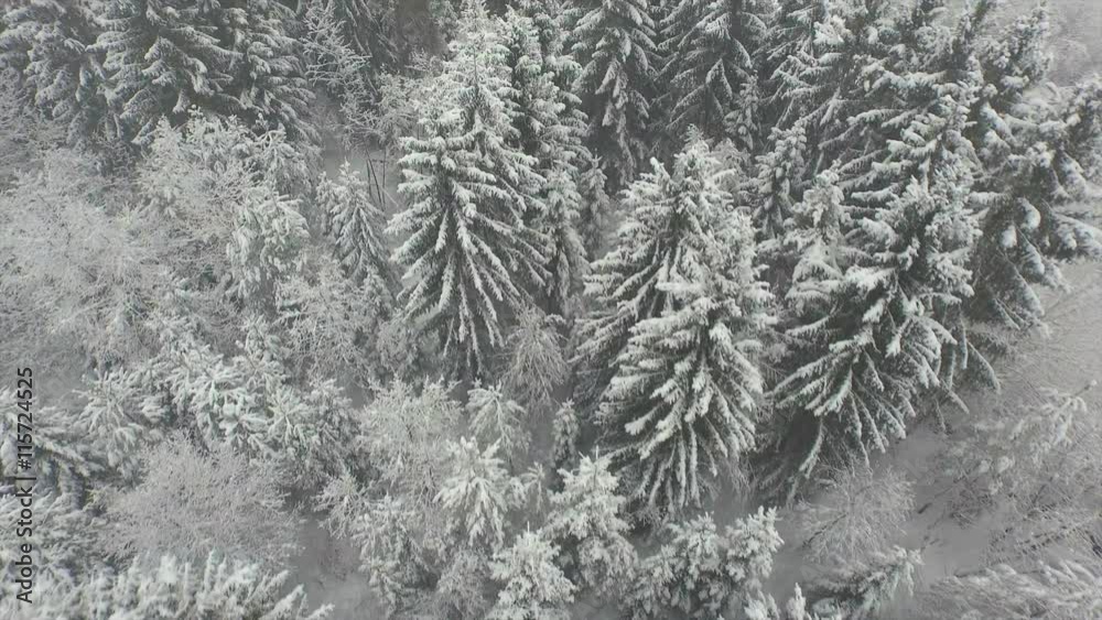 AERIAL: Beautiful snowy forest in winter AERIAL: Beautiful snowy forest in winter