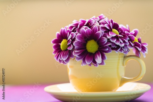 Cup-of-Daisys © Mary Lynn Strand