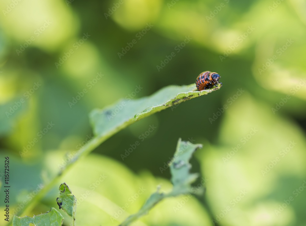 Fototapeta premium Potato Bug Caterpillar