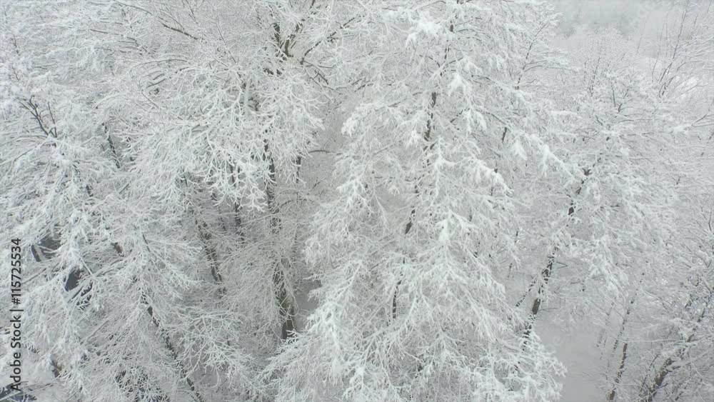 AERIAL CLOSE UP: Treetops covered in fresh snow AERIAL CLOSE UP: Treetops covered in fresh snow