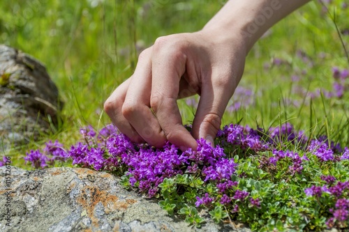 A hand harvesting  Wild Thyme.
The thyme polytrichus is commonly used in cookery and in herbal medicine. photo