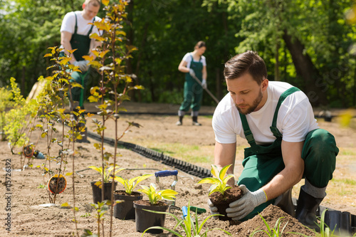 Fotografie Gardener planting flowers taken from the pot
