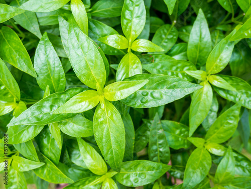 Fotografía fresh herbal plant leaves Andrographis paniculata