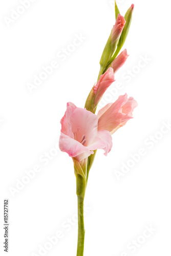 gladiolus flower