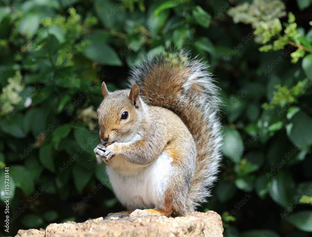 Close up of a male Grey Squirrel on a tree stump Close up of a male Grey Squirrel on a tree stump