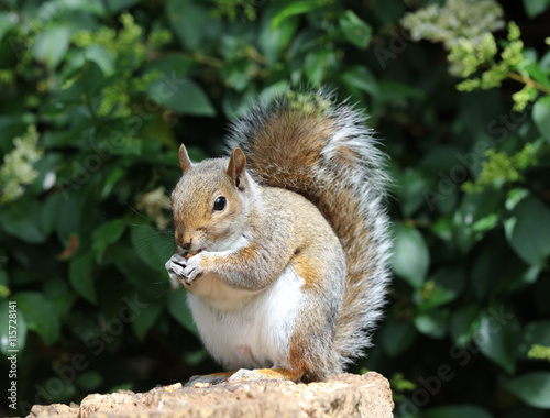 Close up of a male Grey Squirrel on a tree stump