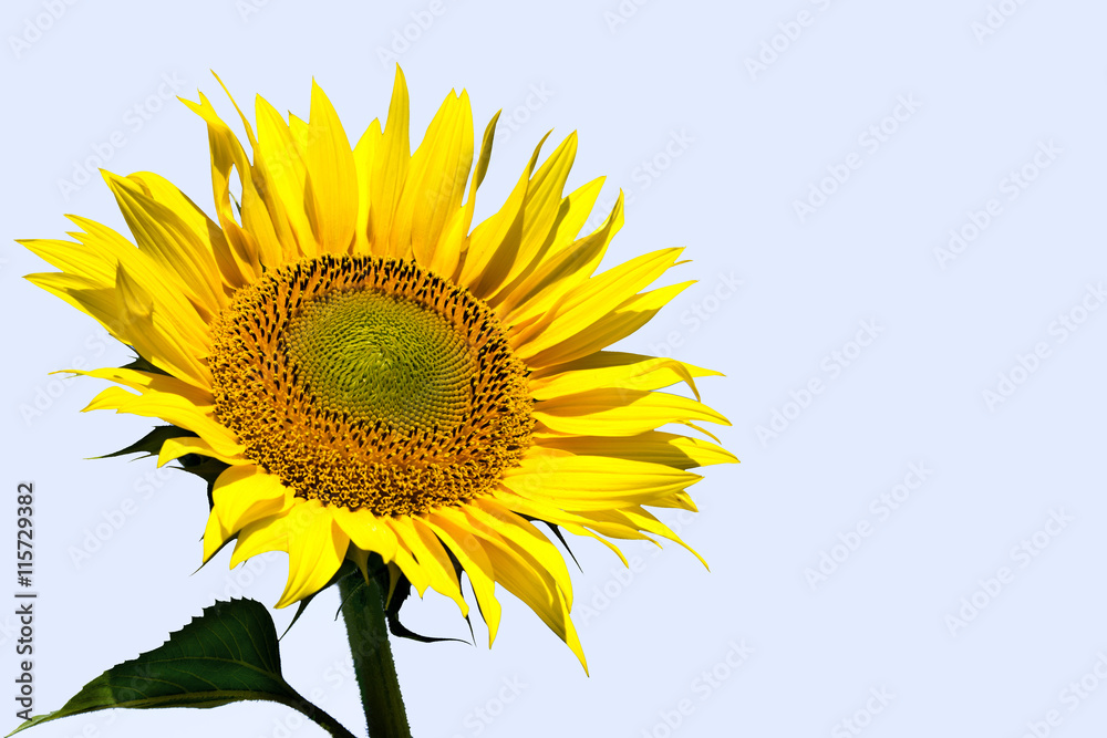 Obraz premium Sunflower with sky background