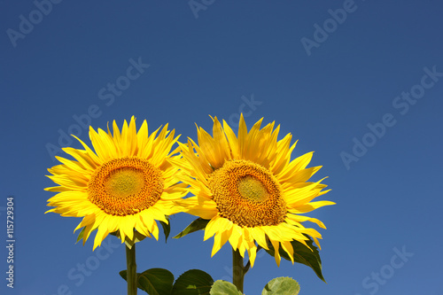 two sunflowers on an early morning in a field