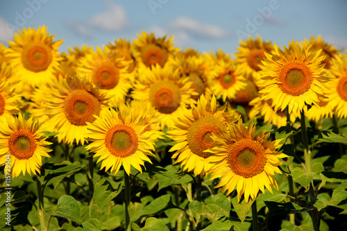 Fototapeta Naklejka Na Ścianę i Meble -  Sunflowers on an early morning in a field