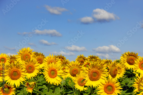 Sunflowers on an early morning in a field