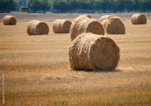 Round bales of hay in the autumn field