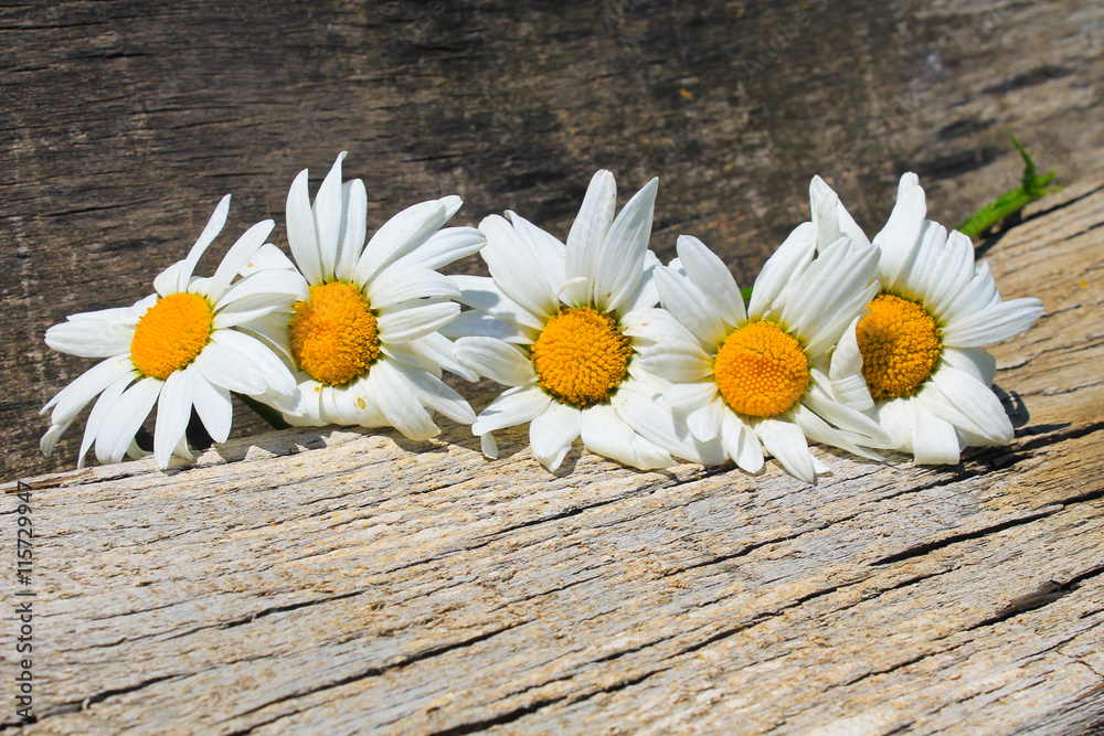 Obraz premium White camomile flowers on wooden background