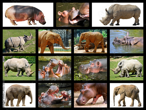 Fifteen mosaic photos of big animals, hippopotamus, rhinoceros and elephants
