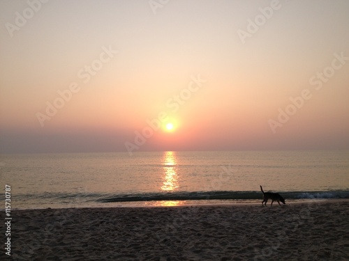 sunset with dog © fototai