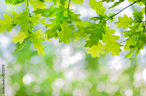 green oak leaves