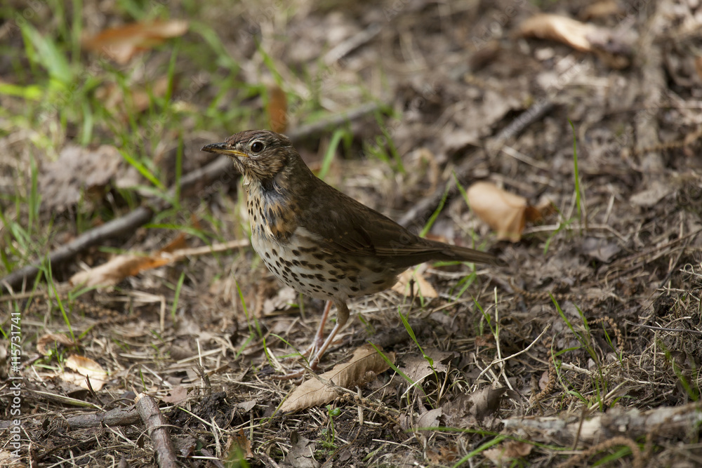 Turdus philomelos, Grive musicienne, Song Trush Turdus philomelos, Grive musicienne, Song Trush
