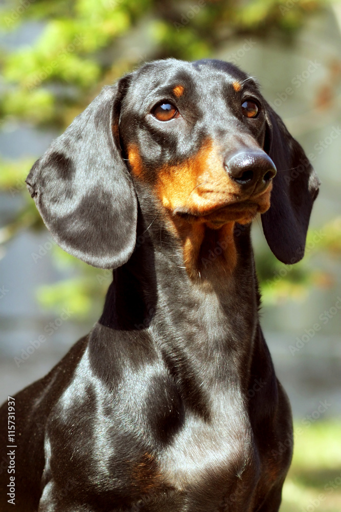 Dog German haired Dachshund in the summer