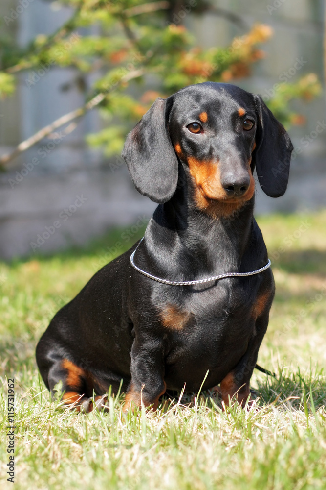 pedigreed dog German haired Dachshund sitting