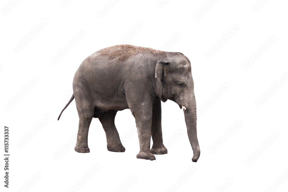 Fototapeta premium Baby elephant isolated on white background