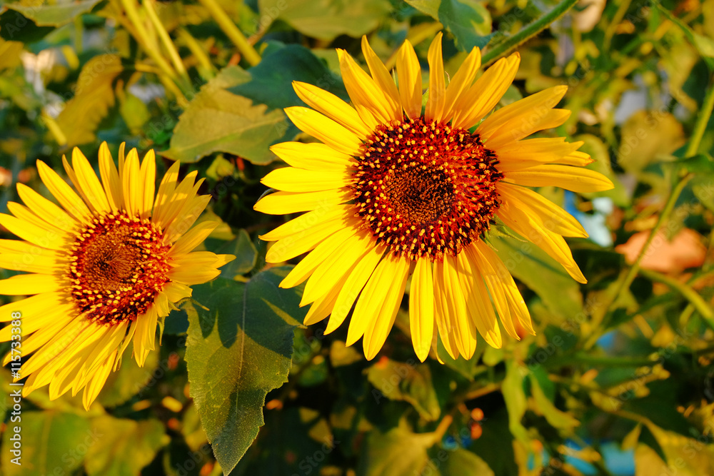 Obraz premium Two sunflowers closeup.