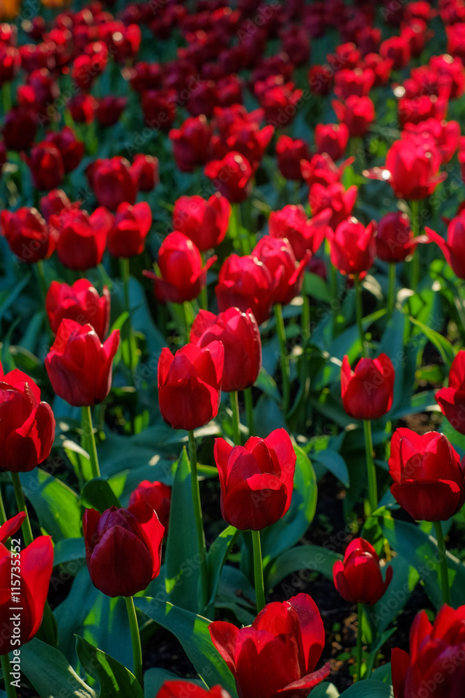 Red tulips glowing in backlight in sunny morning