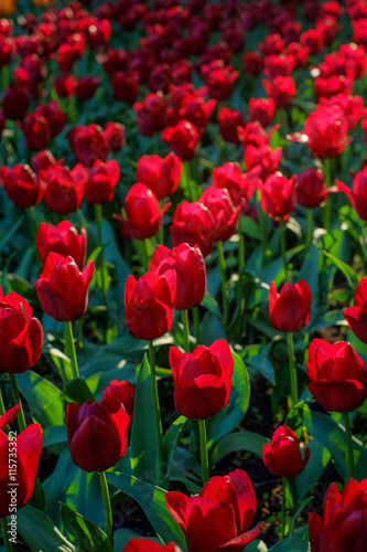 Red tulips glowing in backlight in sunny morning