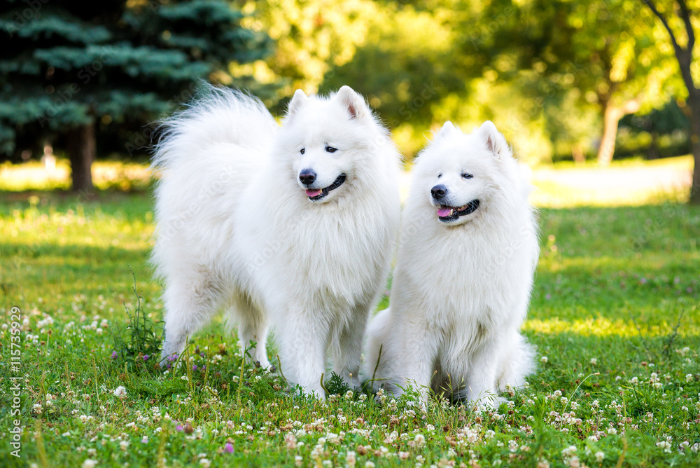 Samoyed two dogs in the park