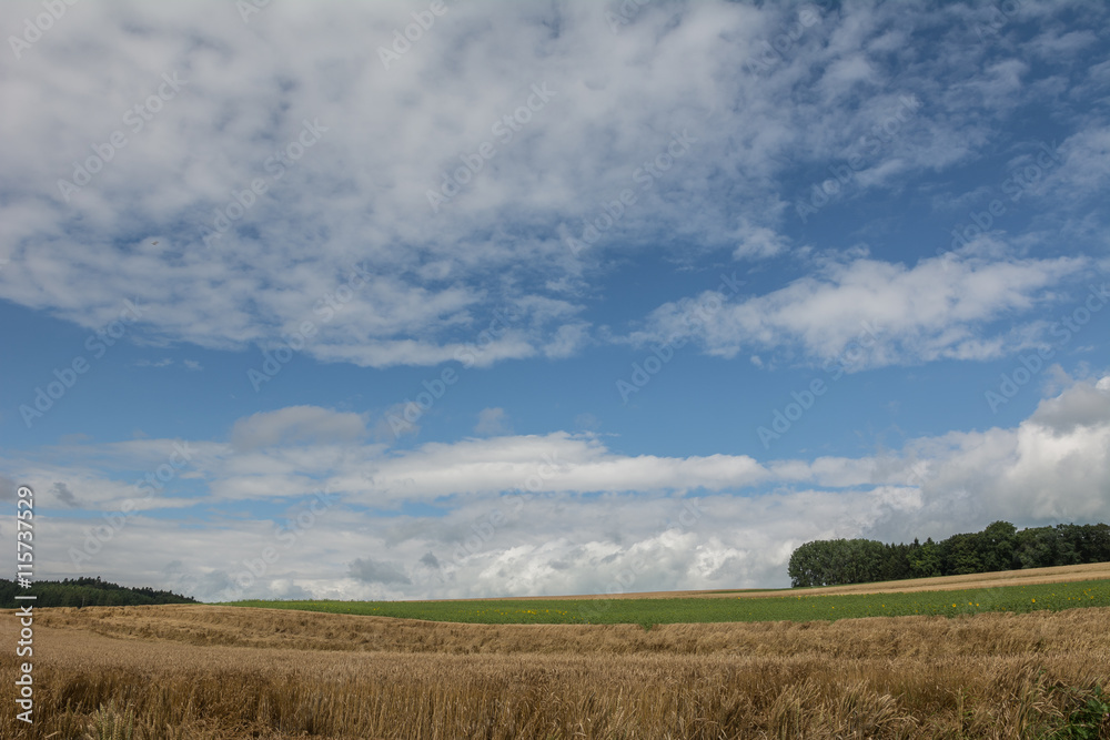 Die Natur im Sommer in der Schweiz