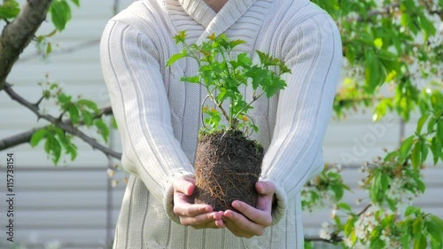 Male hands holding plant photo