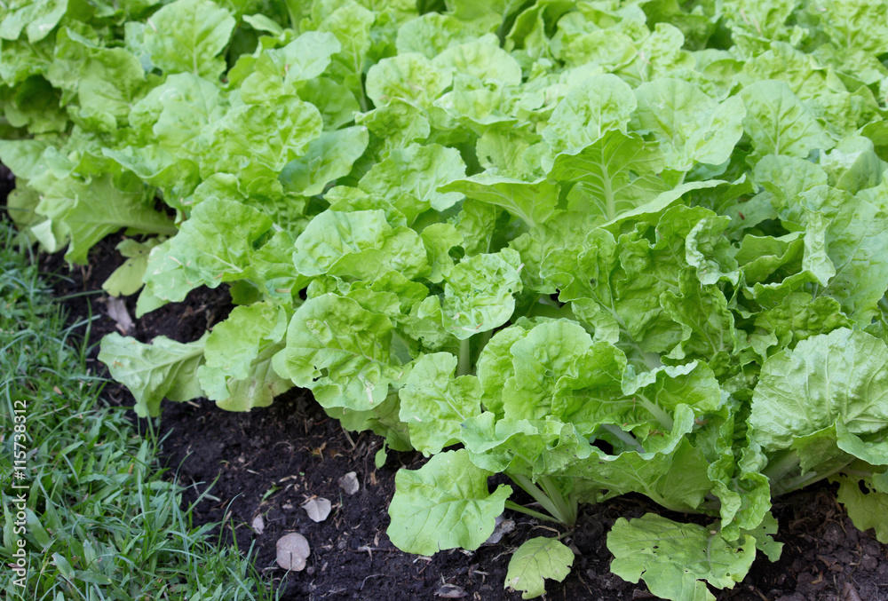 lettuce in vegetable garden lettuce in vegetable garden