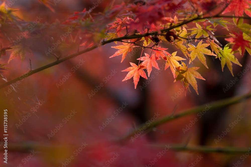 autumn leaves background