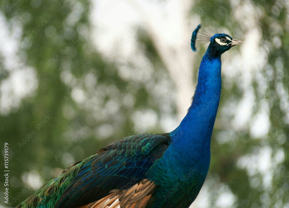 Fototapeta premium Paw