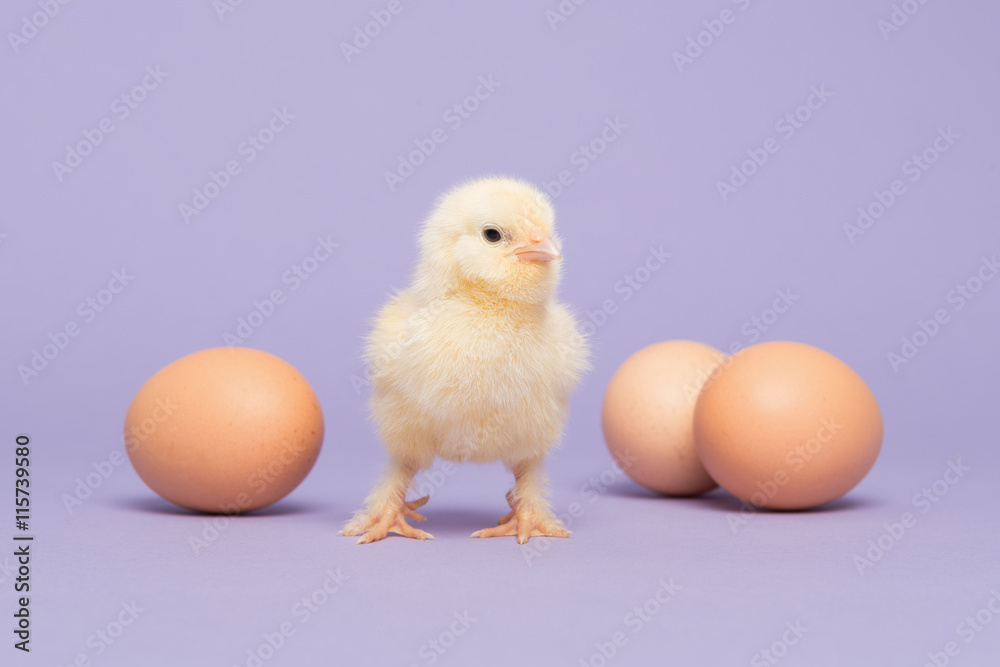 Cute yellow baby chick between unhatched eggs on a lavender purple background