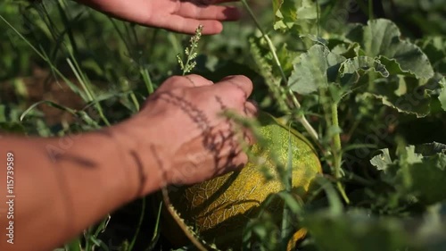 Melon on the organic plantation photo