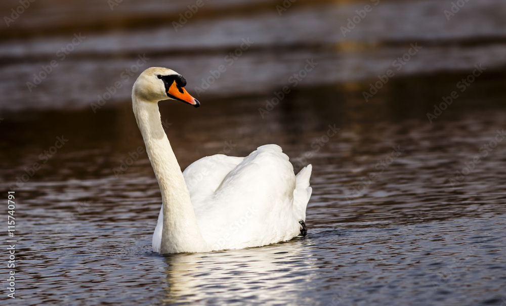 Naklejka premium Schwan schwimmt auf dem See