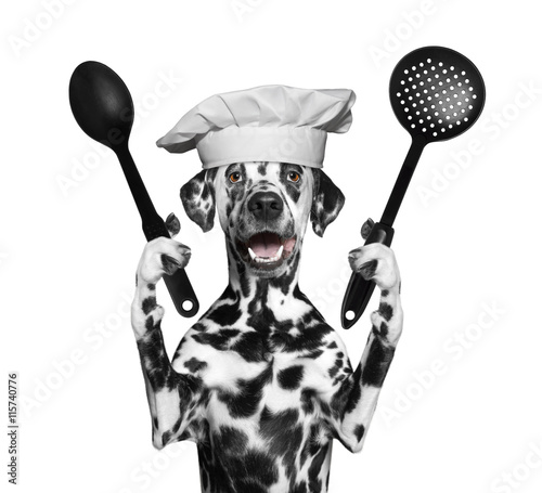Dog chef is going to prepare meals