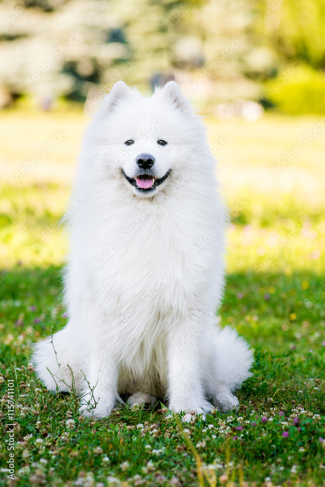 adult Samoyed sitting on the grass in the park adult Samoyed sitting on the grass in the park