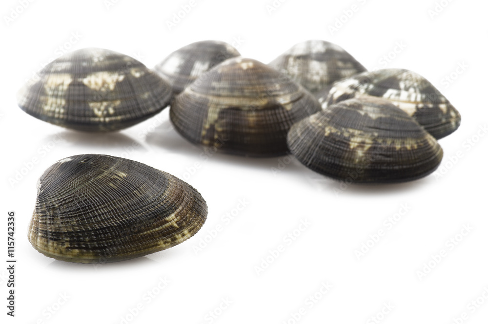 Fresh raw Clam close up on white Fresh raw Clam close up on white