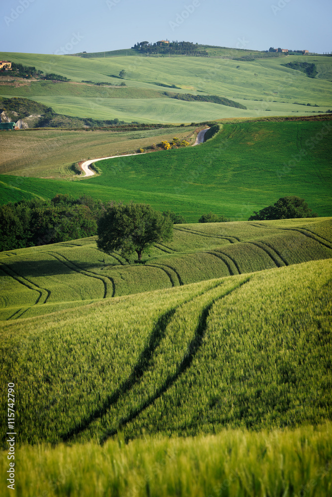 Curvy lines in Tuscany