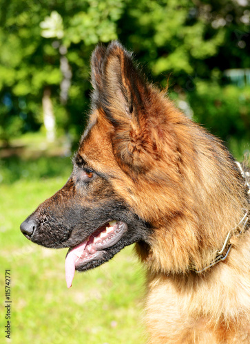 CLose-up portrait of Young Fluffy Dog Breed German Shepherd lying in the garden outdoor.