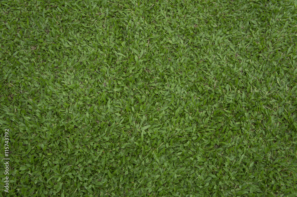 grass green yard background nature abstract texture