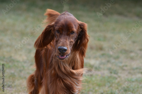 Long Haired Brown Dachshund Dog photo